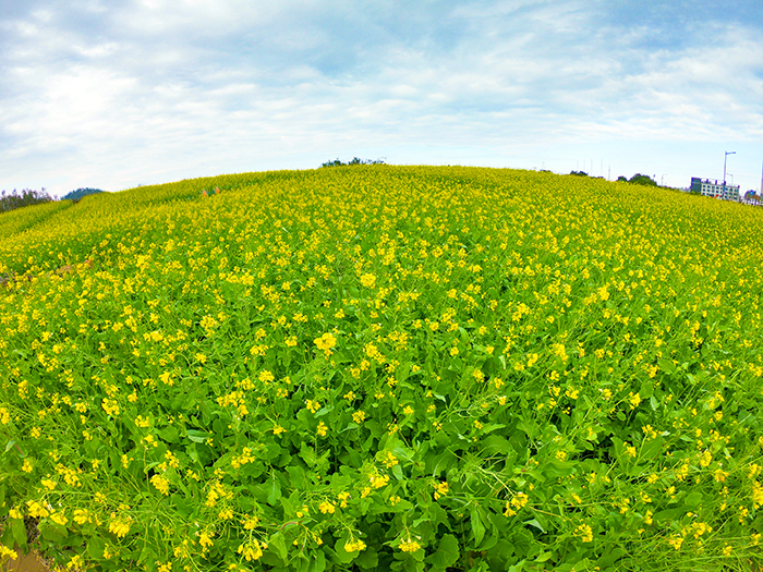  
Jeju is famous for canola flowers.
